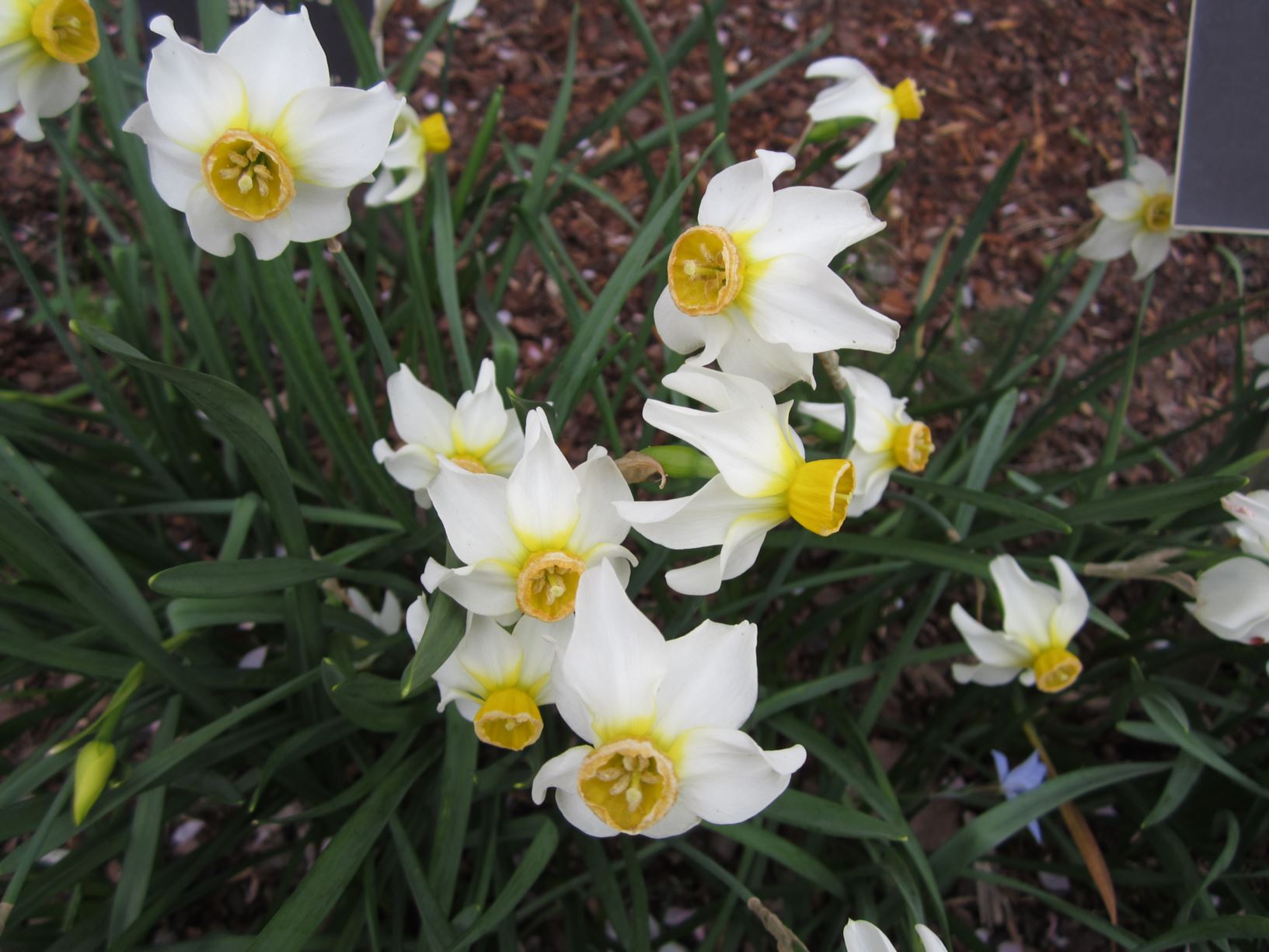 Narcissus 'Beryl' - cyclamineus daffodil