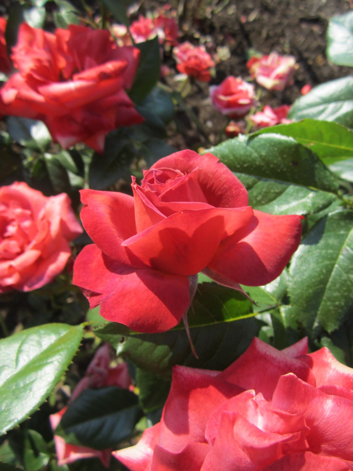 Rosa 'Hot Cocoa' - floribunda rose