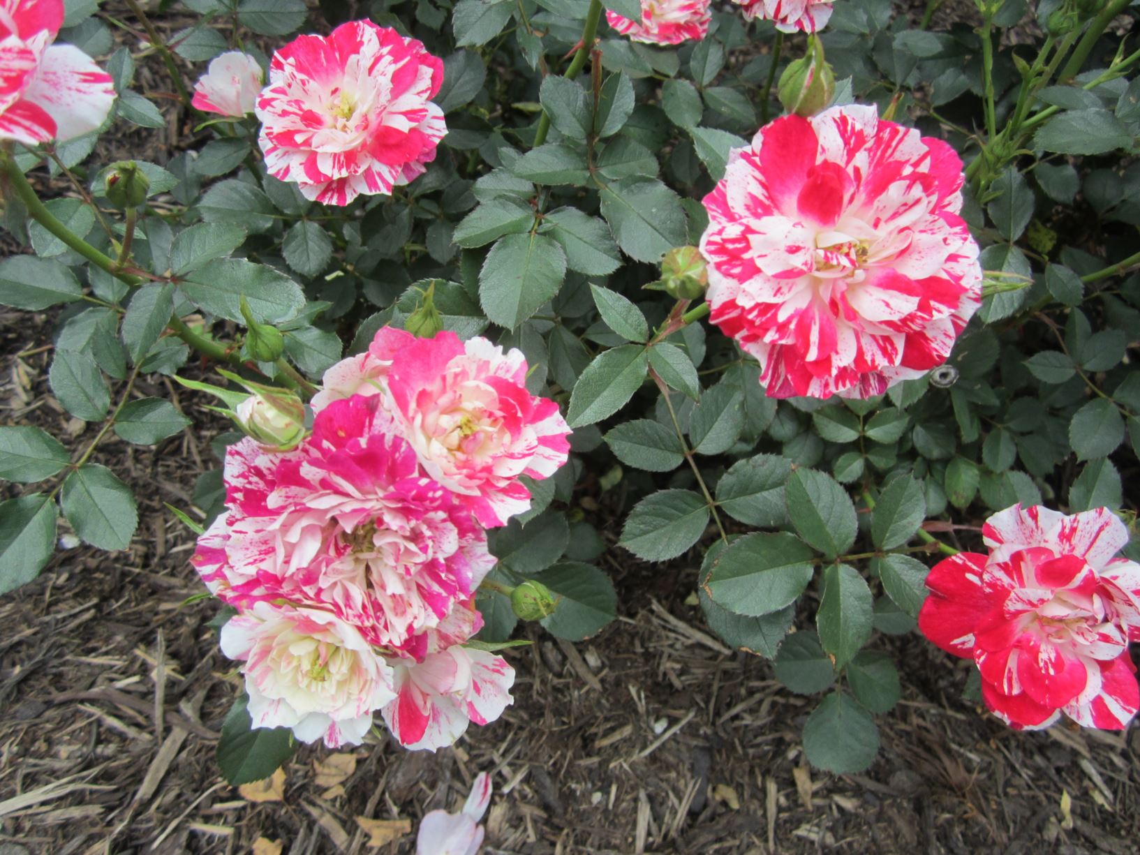 Rosa 'Wekboroco' Rockin' Robin™ - shrub rose