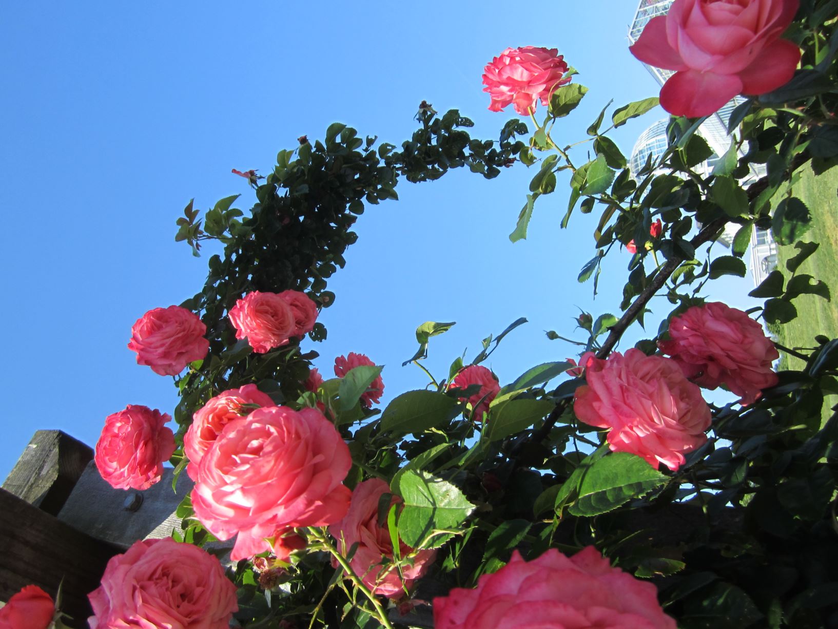 Rosa ‘Korhokhel’ RosannaTM - large-flowered climbing rose