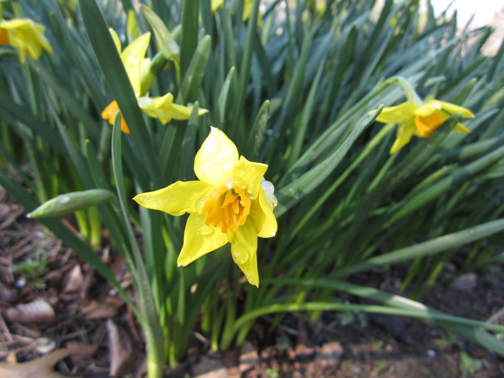 Narcissus 'Bittern' - daffodil