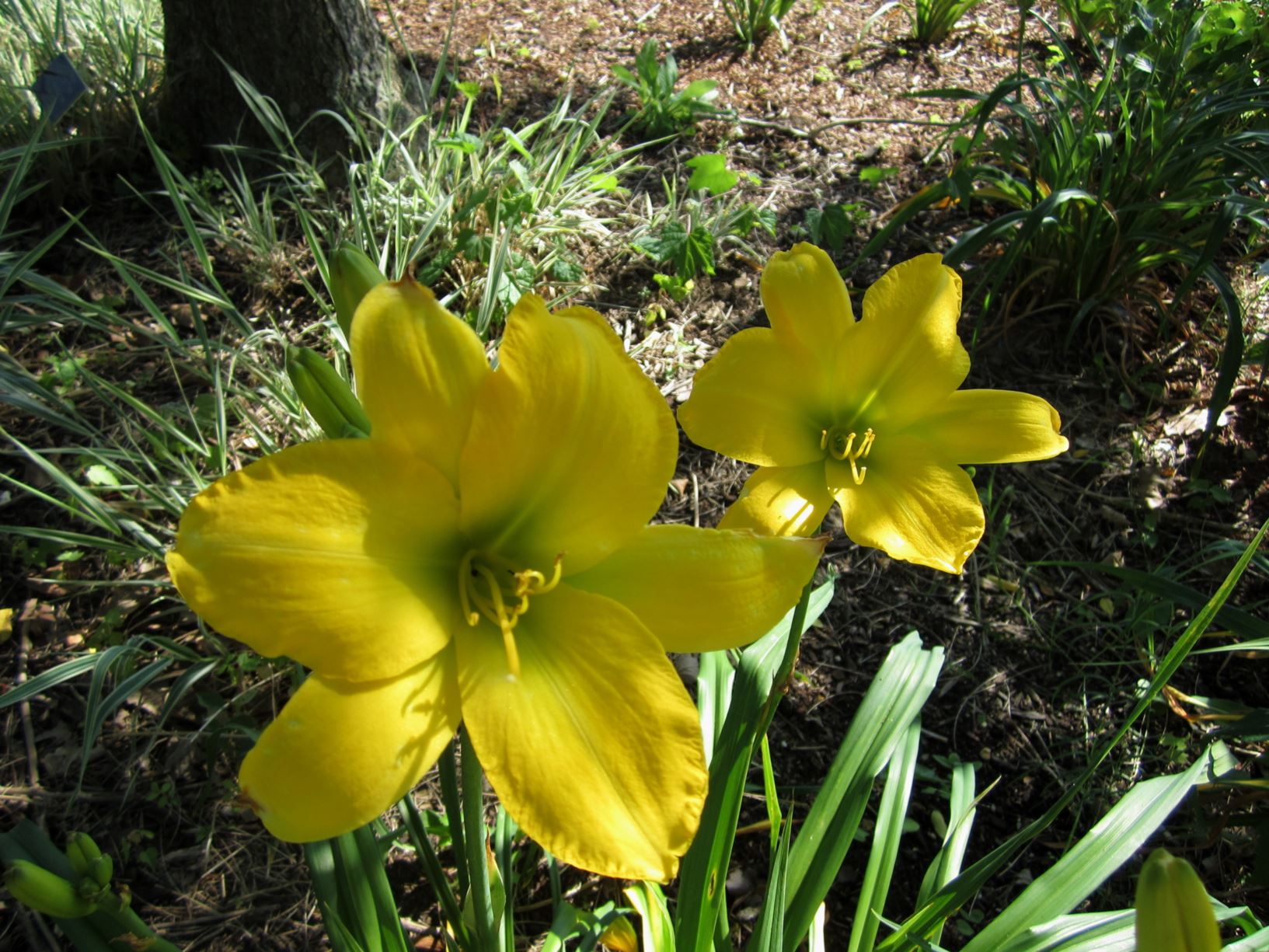 Hemerocallis 'Goliath' - daylily