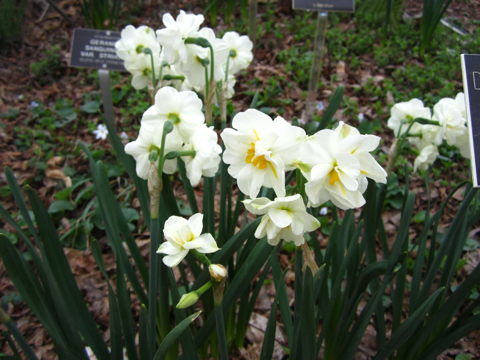 Narcissus 'Bridal Crown' - double daffodil