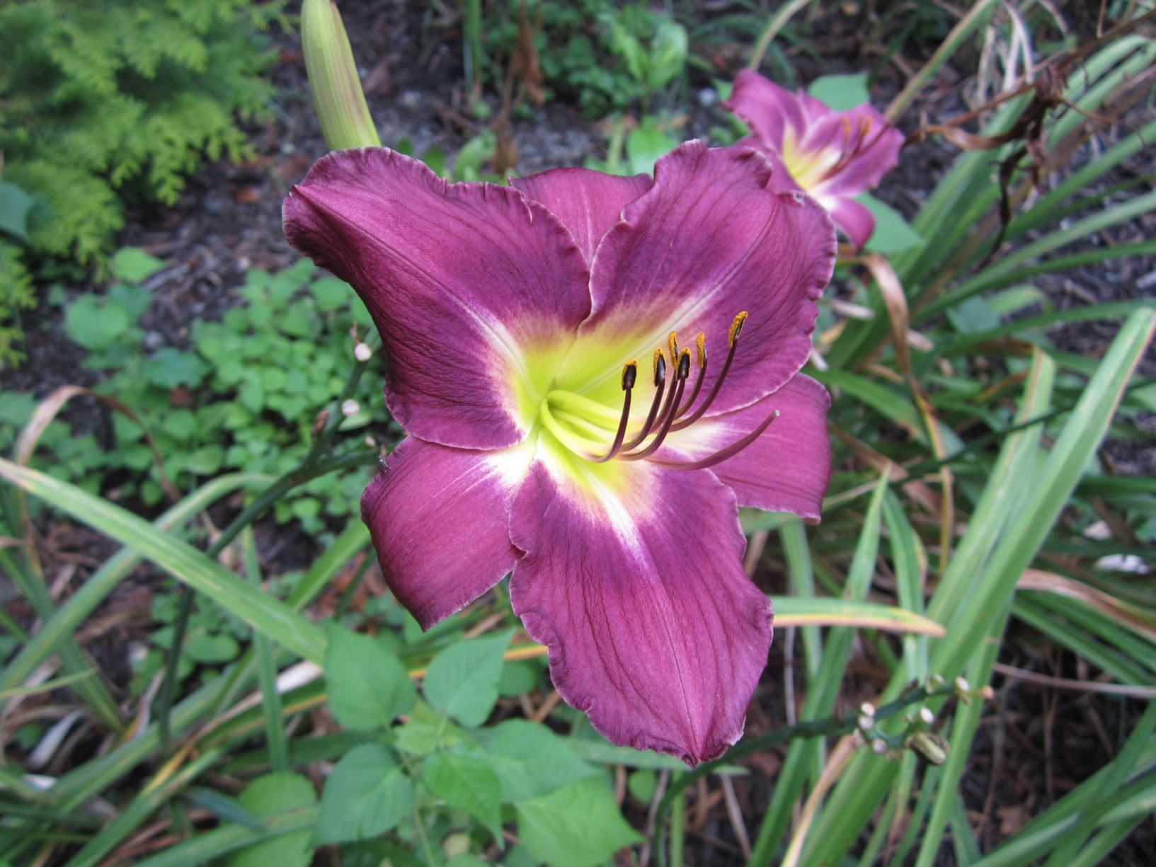 Hemerocallis 'Impressive Purple' Seedling number L 82 S - daylily