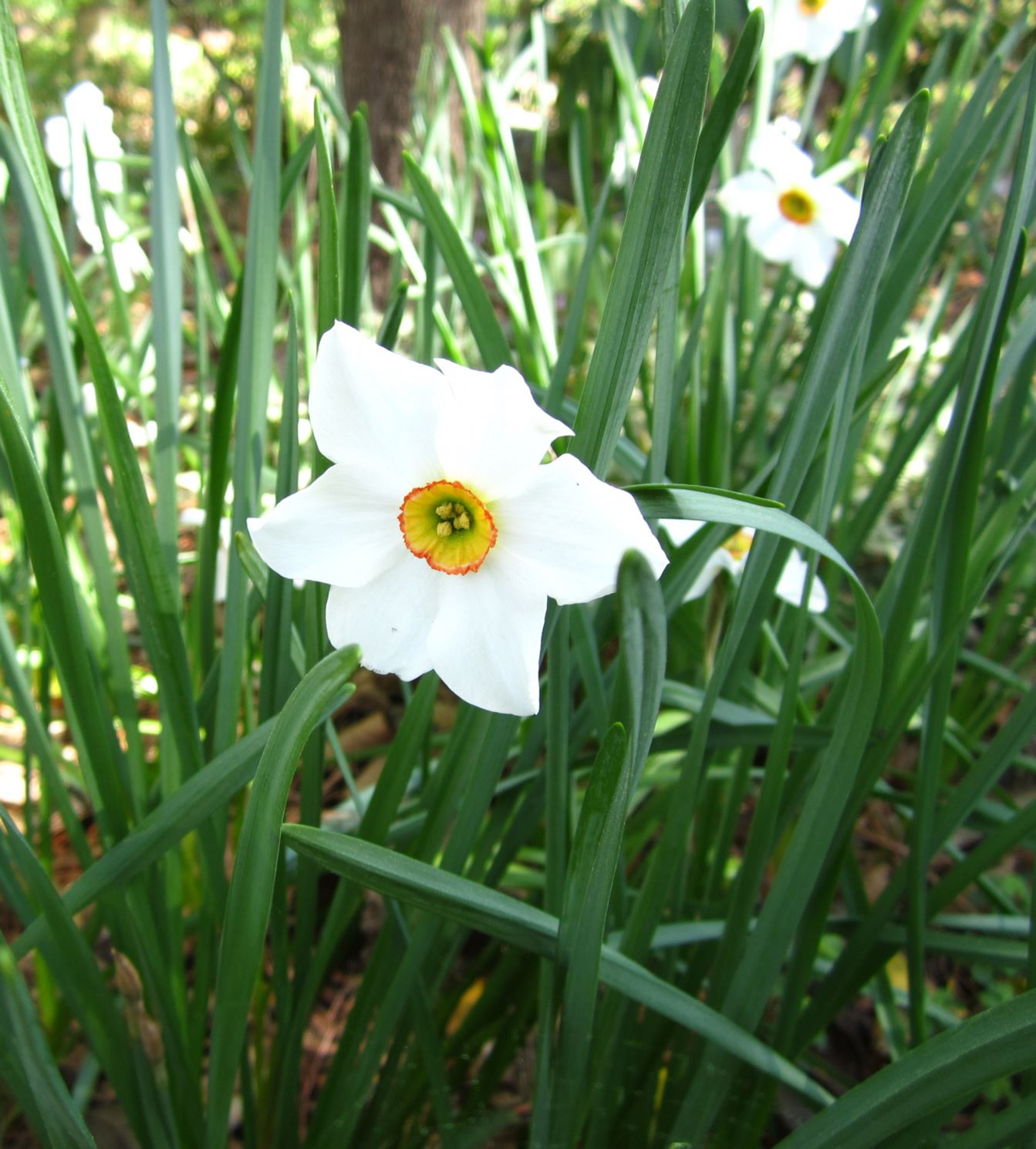 Narcissus 'Bright Angel' - poeticus daffodil