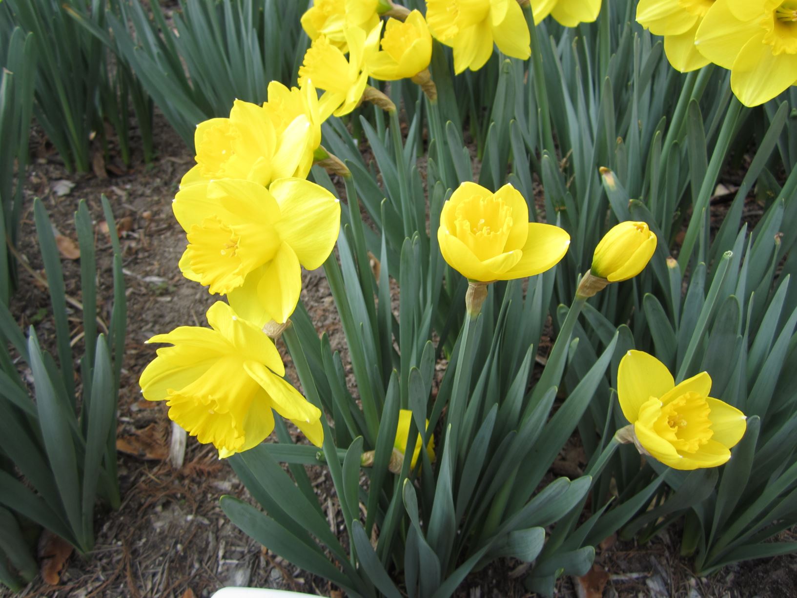 Narcissus 'Camelot' - large-cup daffodil