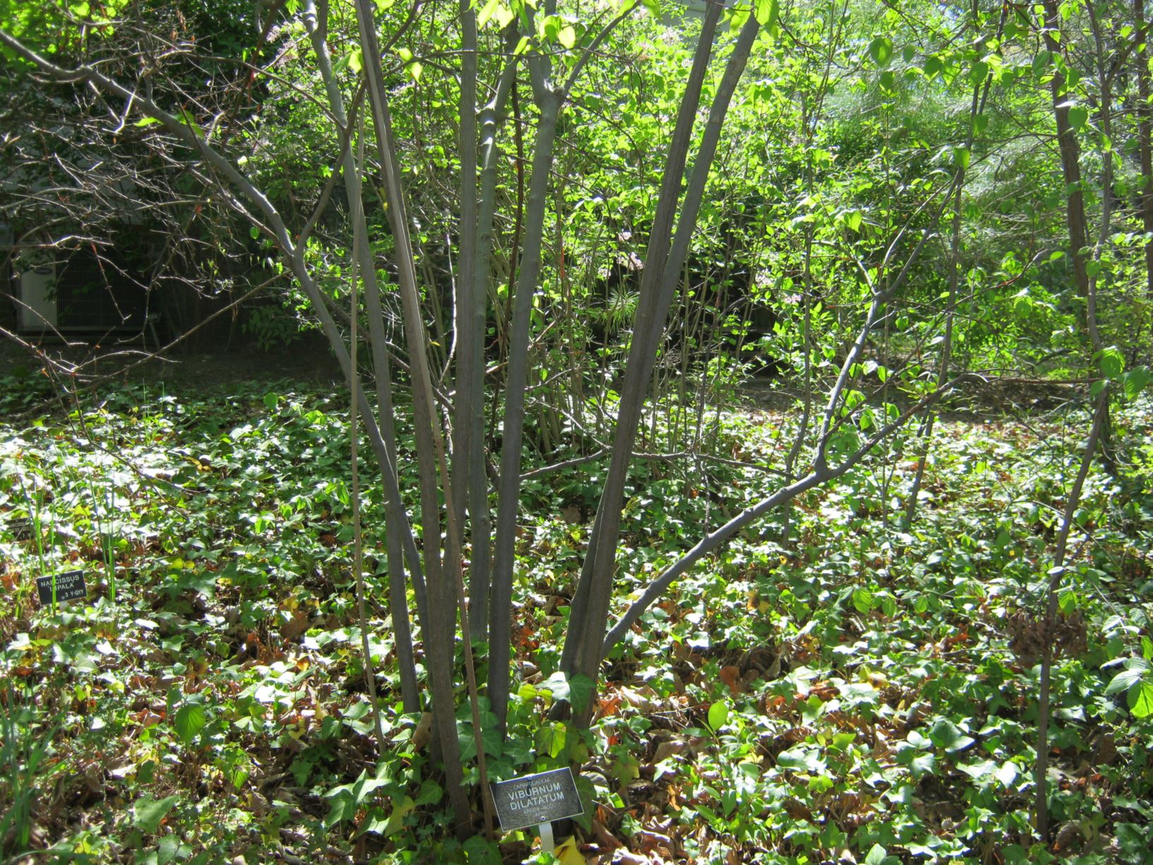Viburnum dilatatum - linden arrowwood, linden viburnum