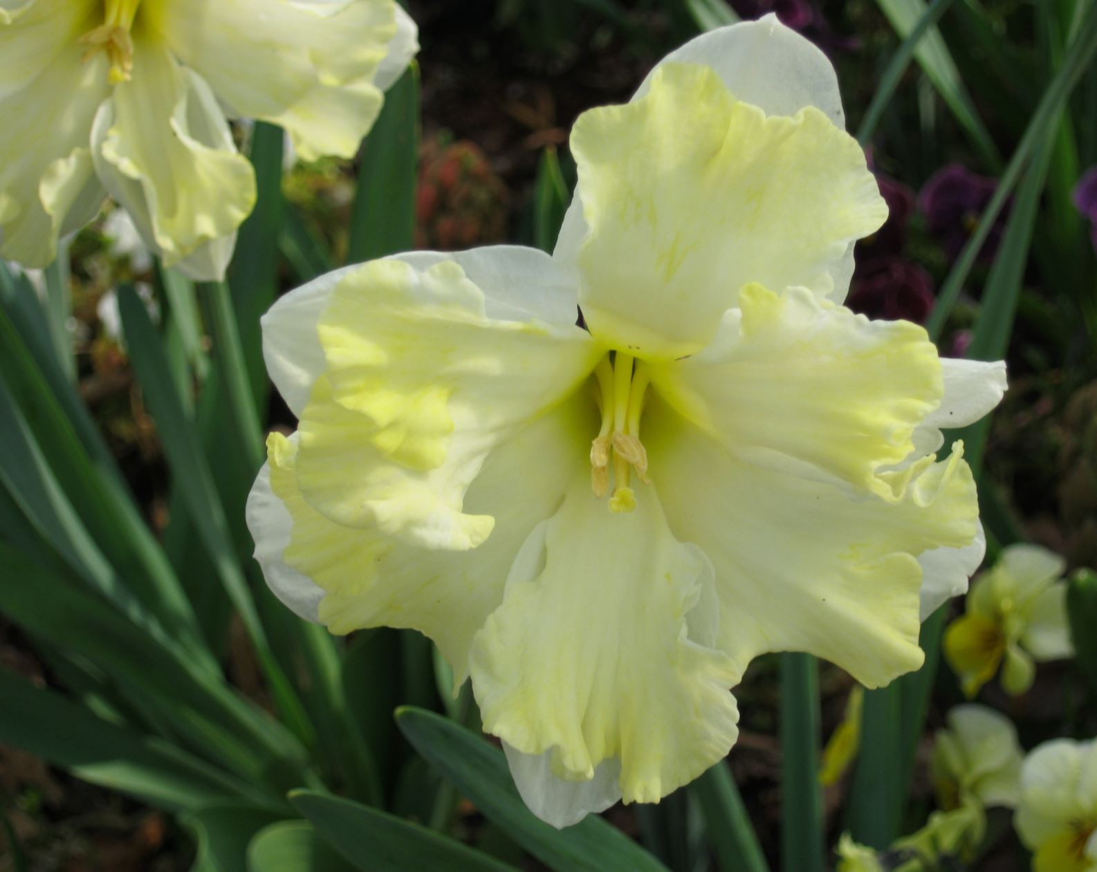 Narcissus 'Cassata' - split-corona daffodil