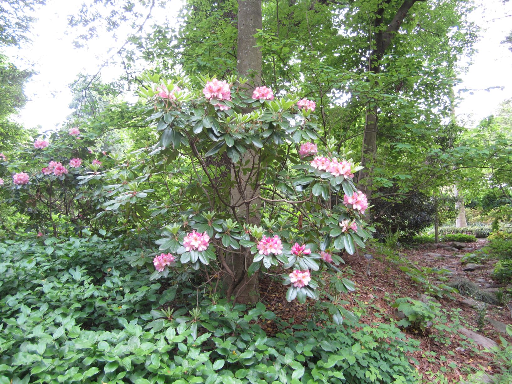 Rhododendron 'Great Eastern' - Dexter hybrid rhododendron