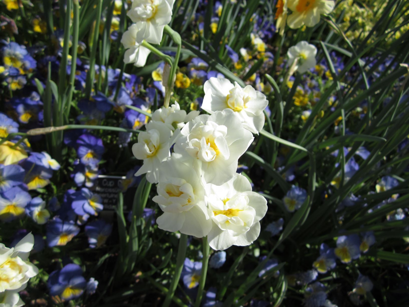 Narcissus 'Cheerfulness' - double-flowered daffodil