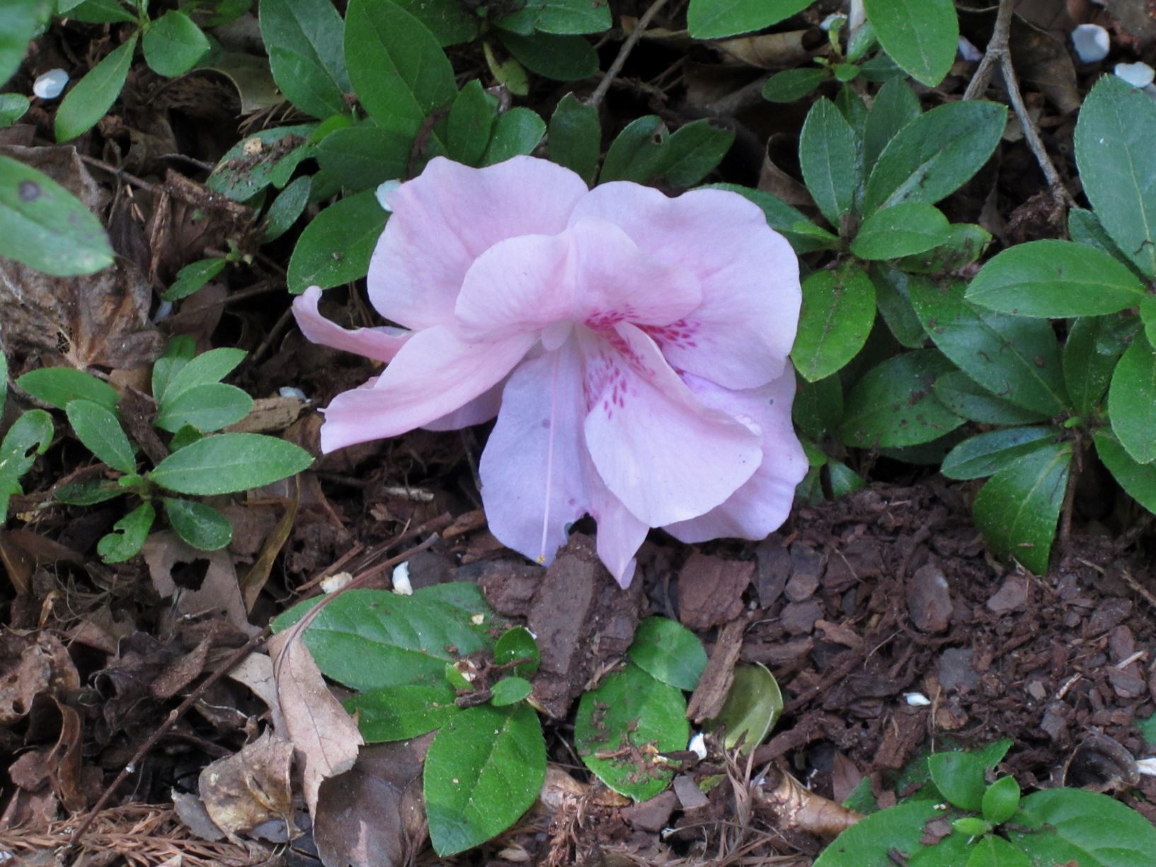 Rhododendron 'Nancy of Robin Hill' - evergreen azalea