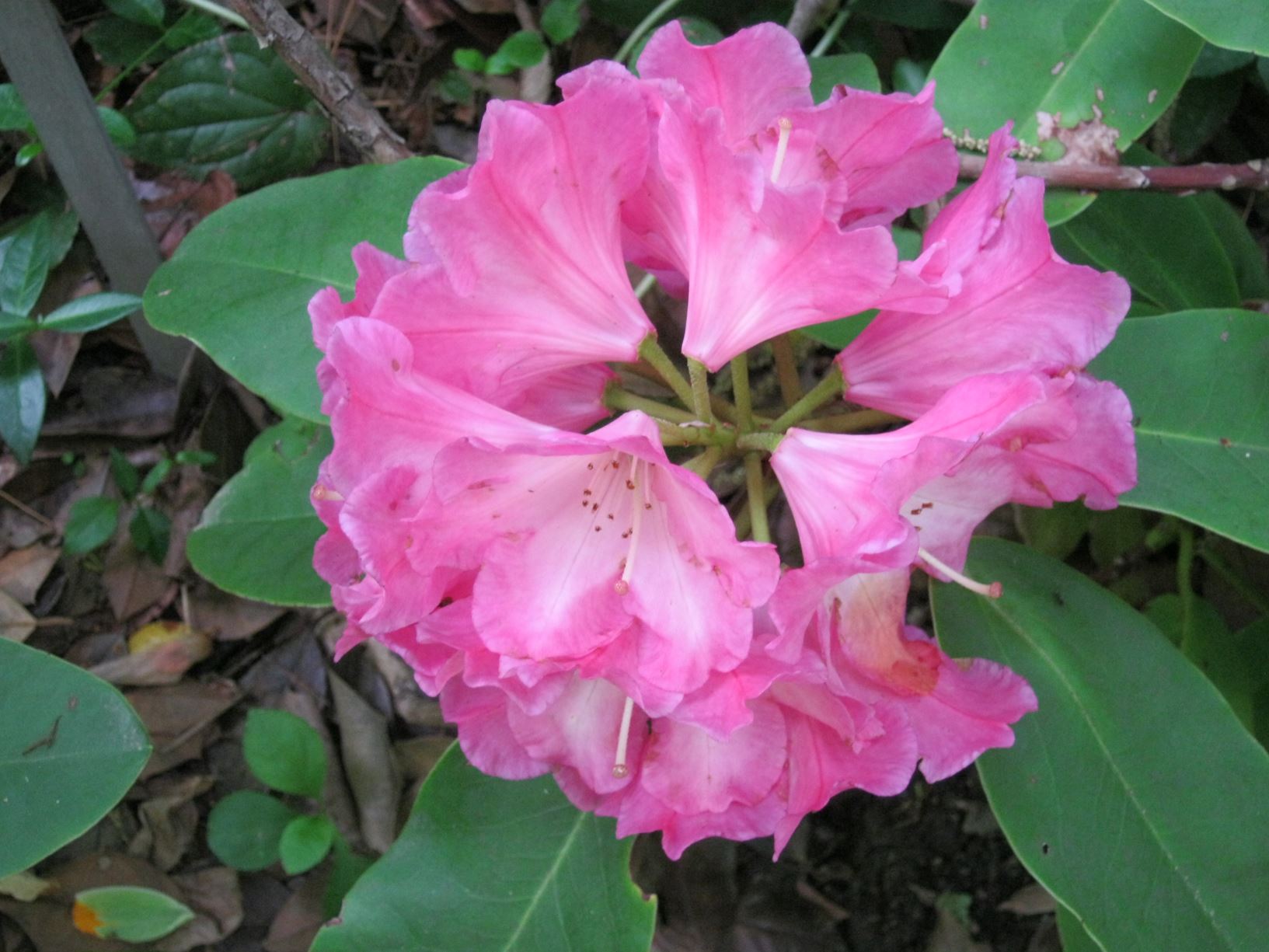 Rhododendron 'Parker's Pink' - hybrid rhododendron