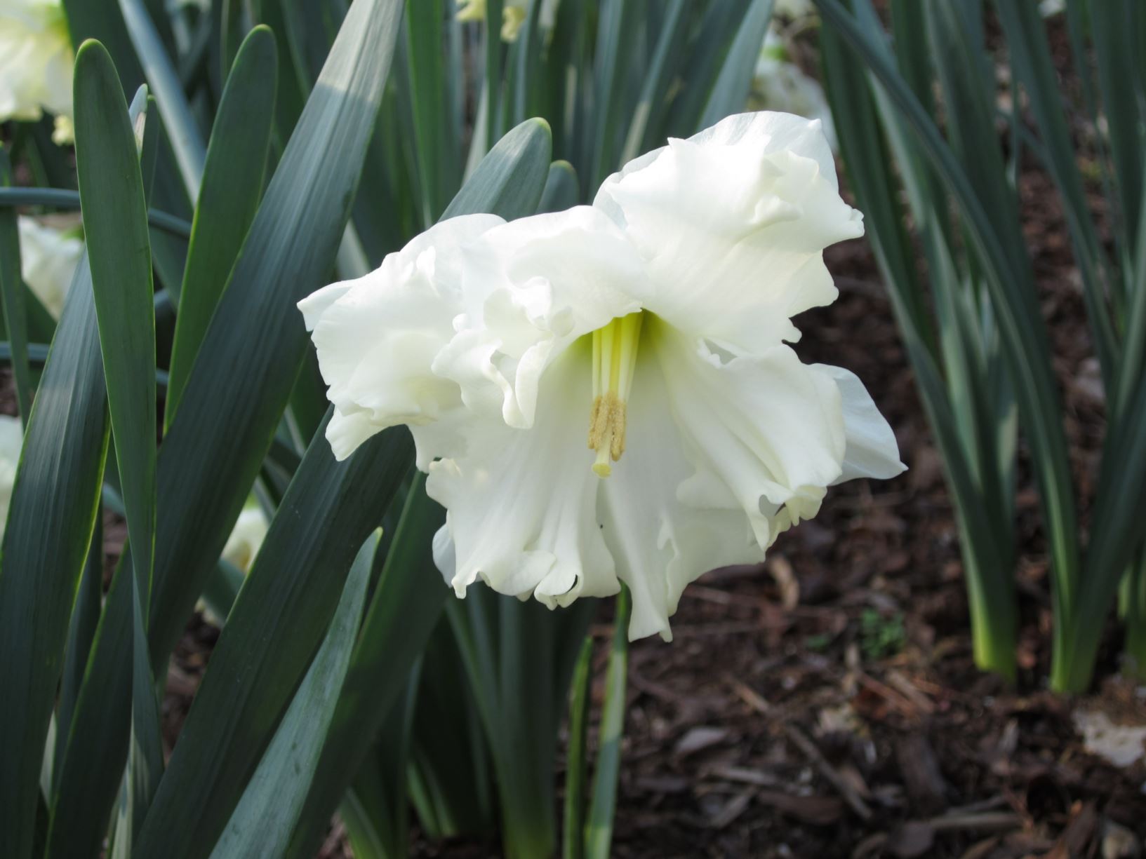 Narcissus 'Colblanc' - split-corona daffodil