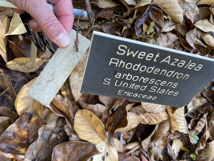 Rhododendron arborescens - sweet azalea | Lewis Ginter Botanical Garden ...