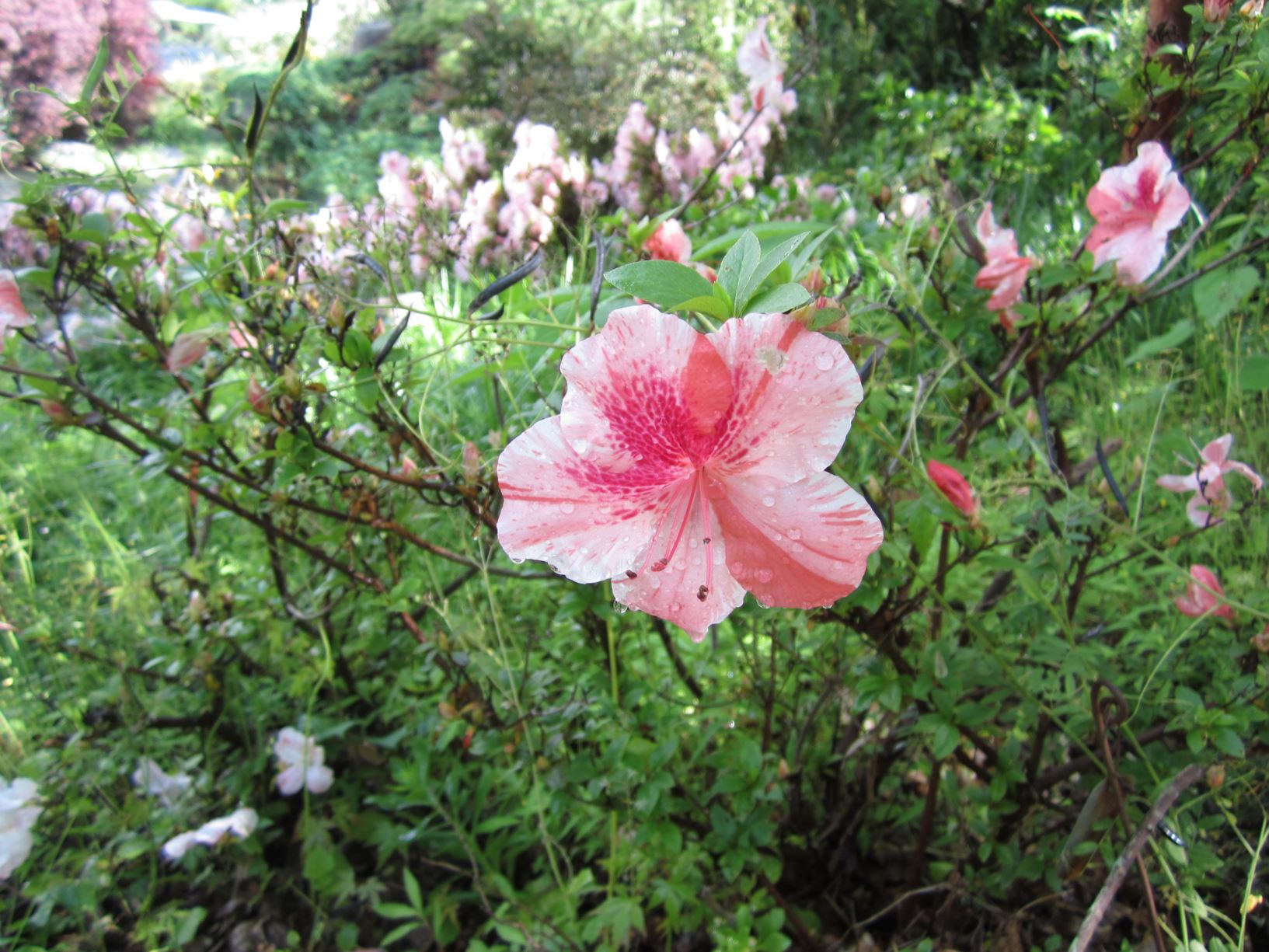 Rhododendron 'Waka Matsu' - azalea