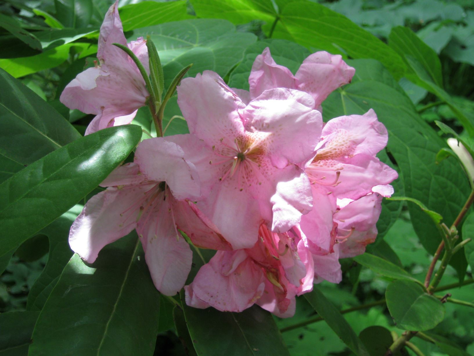 Rhododendron 'Albert Close' - hybrid rhododendron