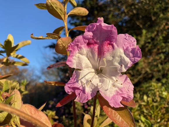 Rhododendron 'Boldface' - evergreen azalea