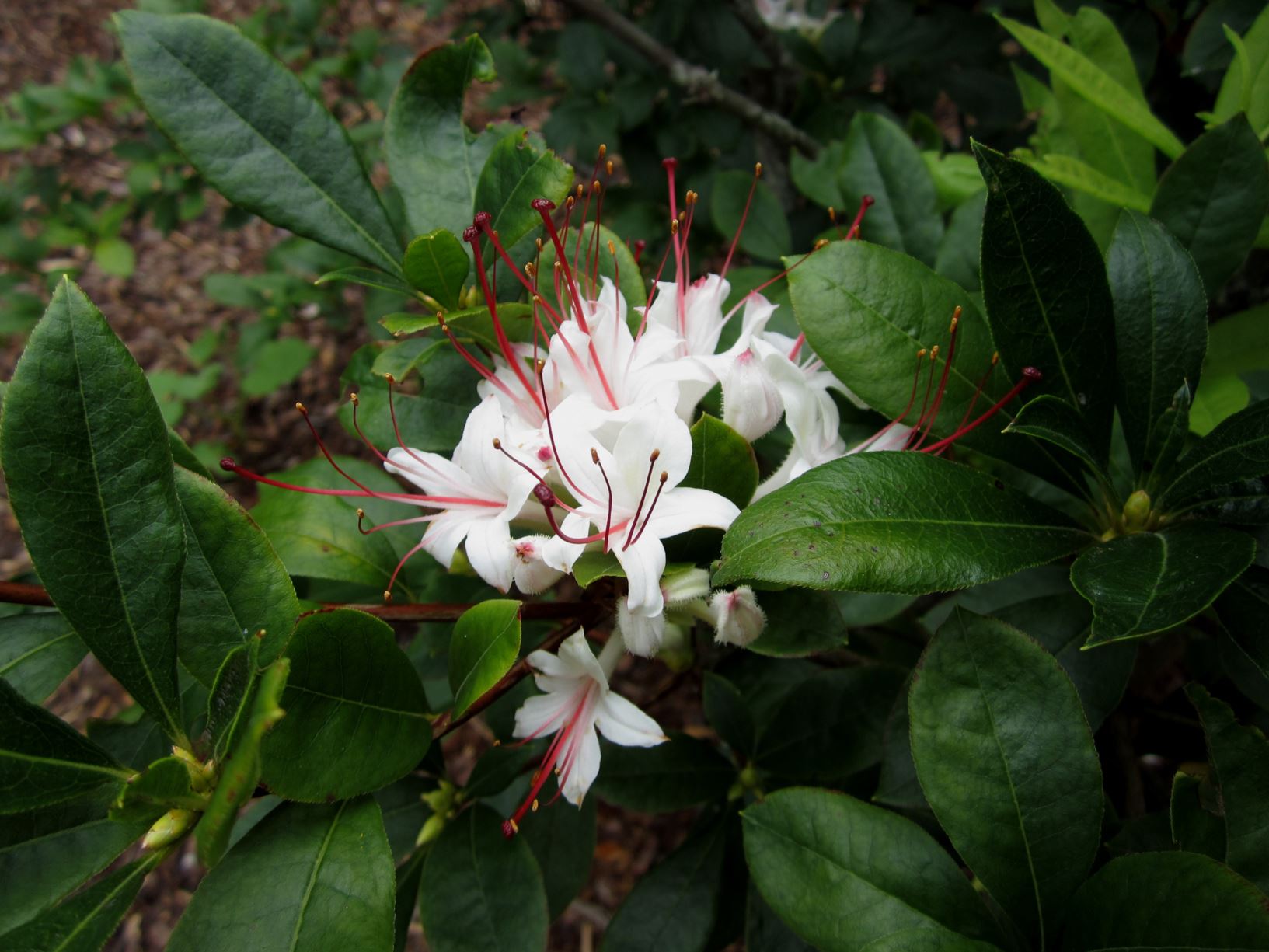 Rhododendron arborescens - smooth azalea, sweet azalea