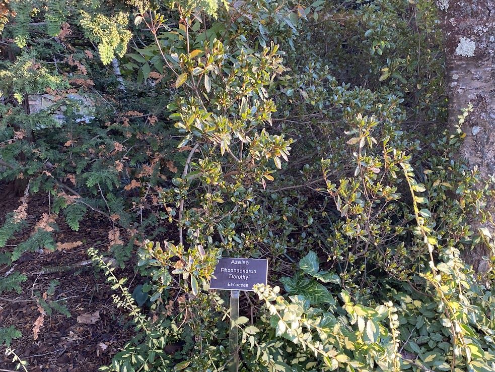 Rhododendron 'Dorothy' - evergreen azalea | Lewis Ginter Botanical ...