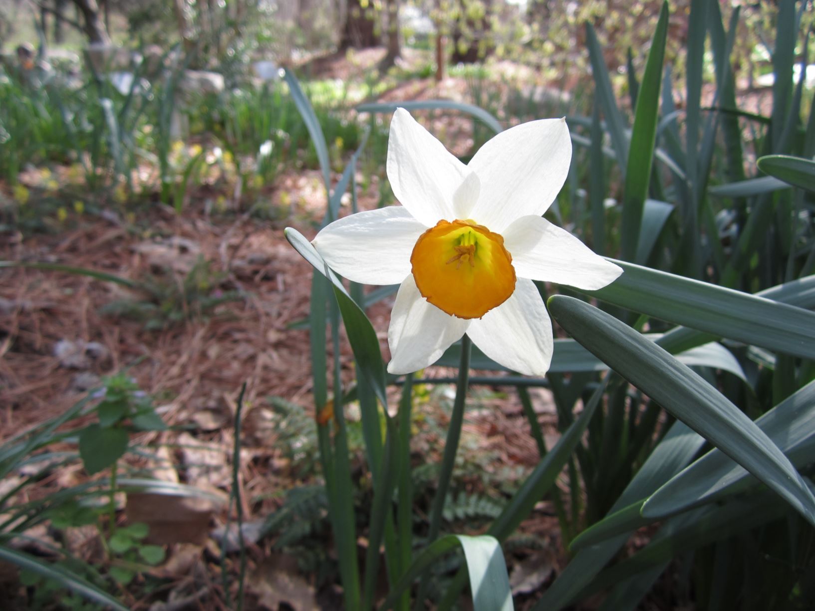 Narcissus 'Crown Gold' - large-cupped daffodil