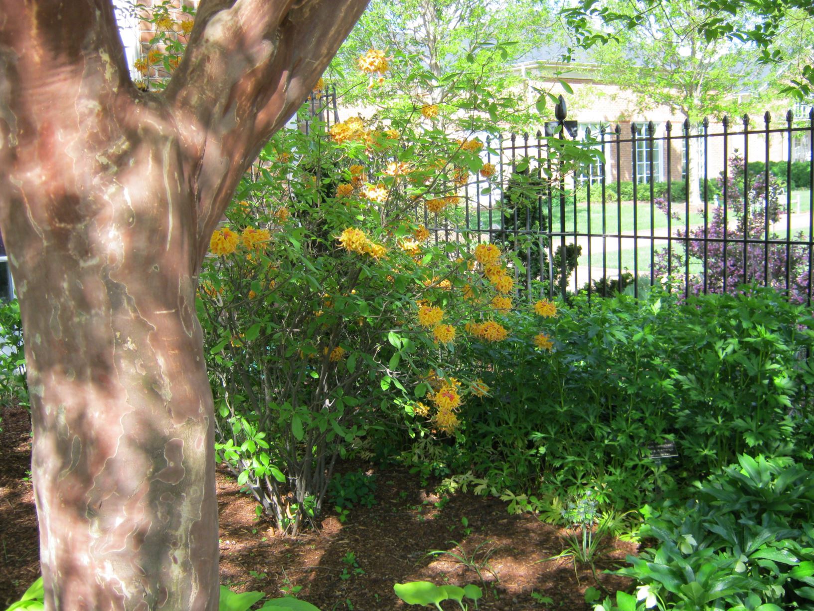 Rhododendron austrinum - Florida azalea | Lewis Ginter Botanical Garden ...