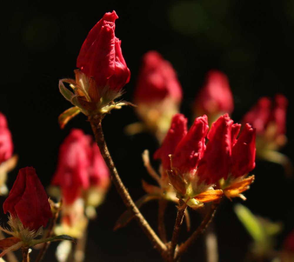 Rhododendron 'Christi Lyn' - azalea