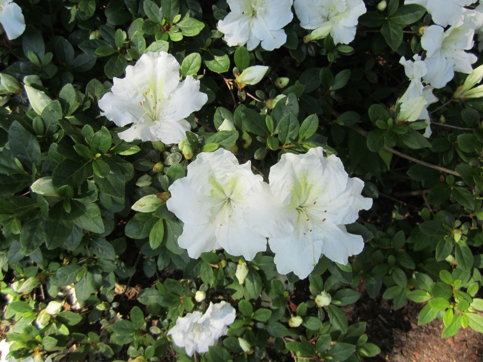 Rhododendron: The Hybrids / Azalea Hybrids – SXEO