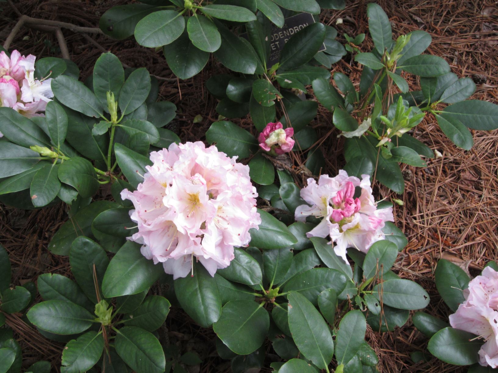 Rhododendron 'Dorothy Rees' - azalea