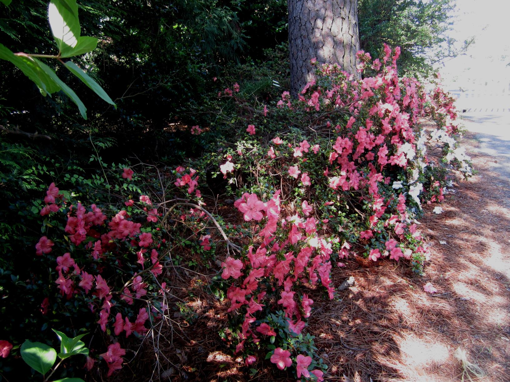 Rhododendron 'Easter Morn' - azalea