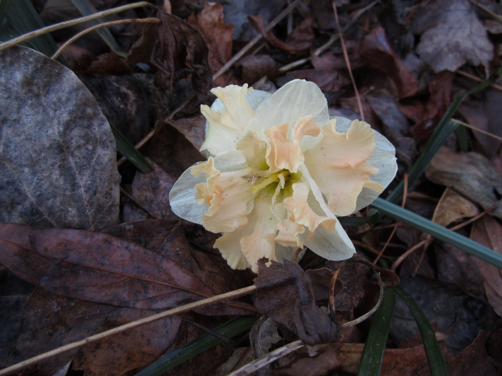 Narcissus 'Cum Laude' - split-corona daffodil