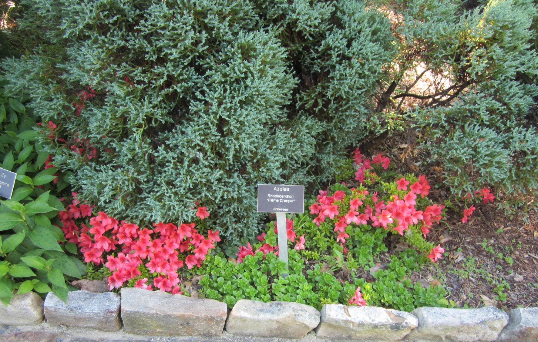 Rhododendron 'Flame Creeper' - azalea