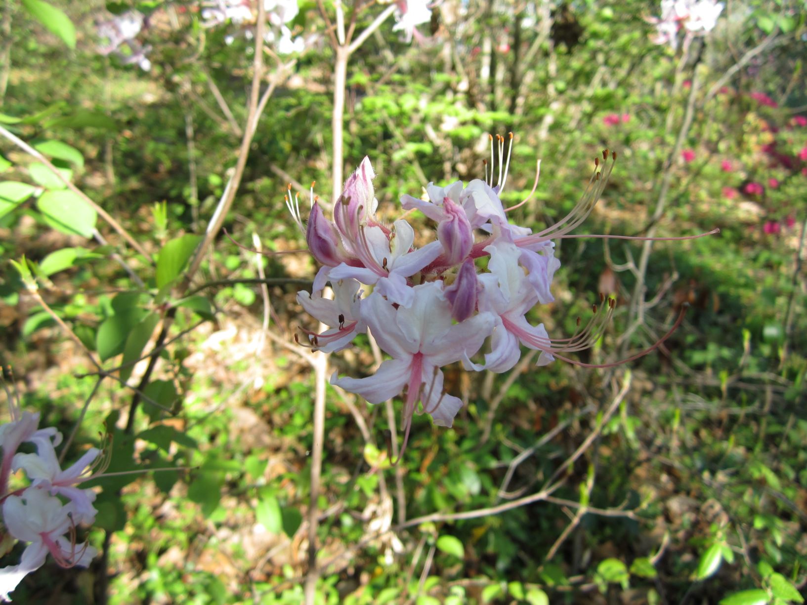 Rhododendron periclymenoides - pinxterbloom azalea