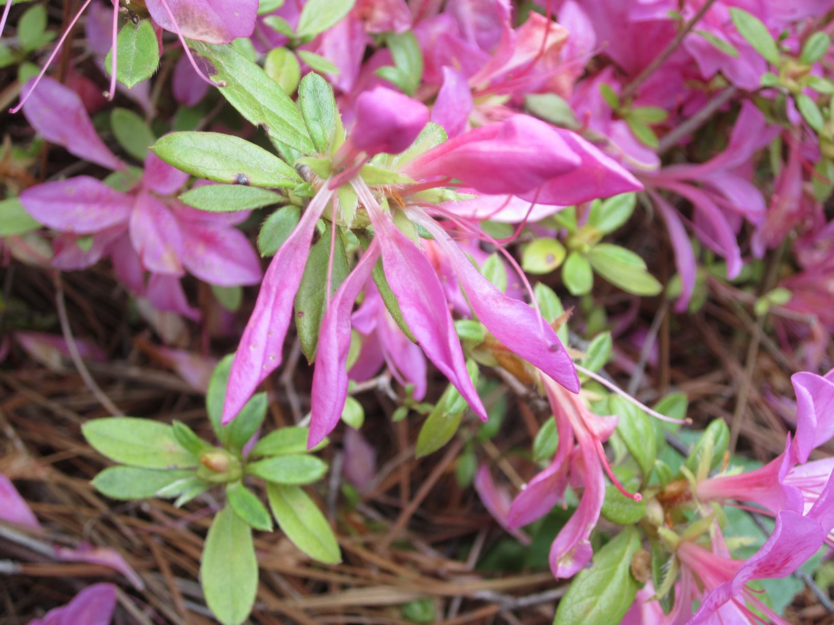 Rhododendron 'Purple Pinwheel' - evergreen azalea