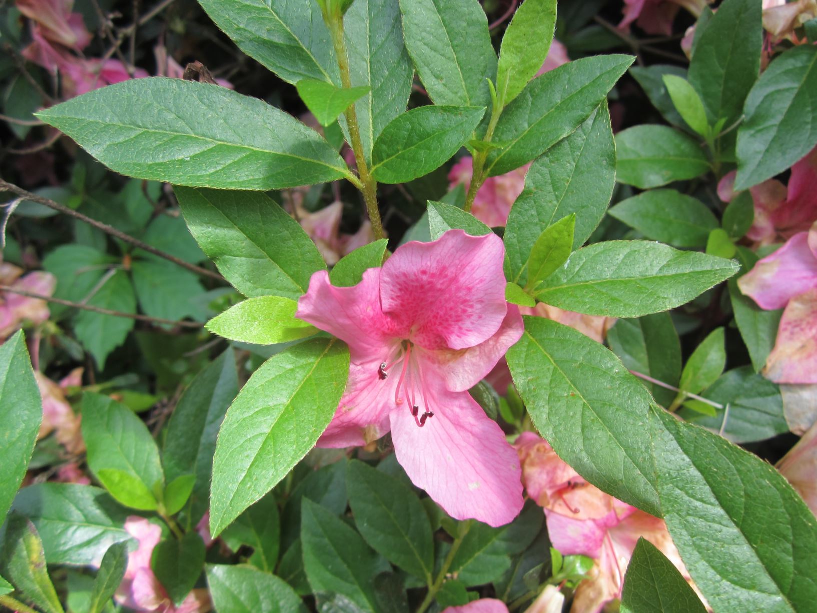 Rhododendron 'Simon Bolivar' - azalea