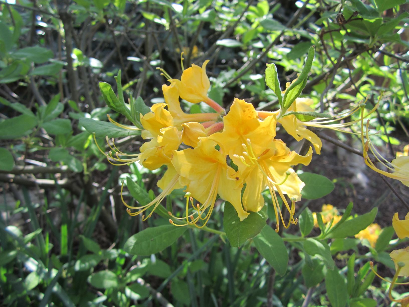Rhododendron 'Admiral Semmes' Confederate Series - deciduous azalea