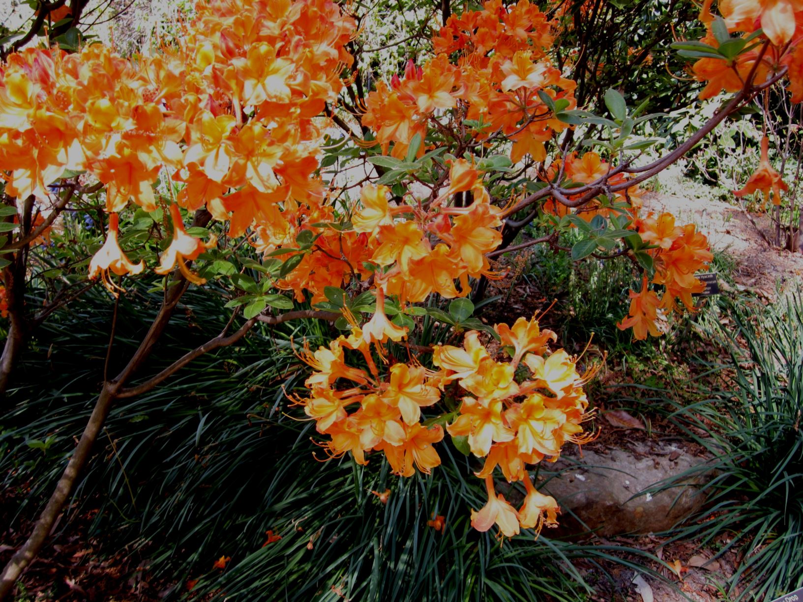Rhododendron 'J.E.B. Stuart' - Florida azalea
