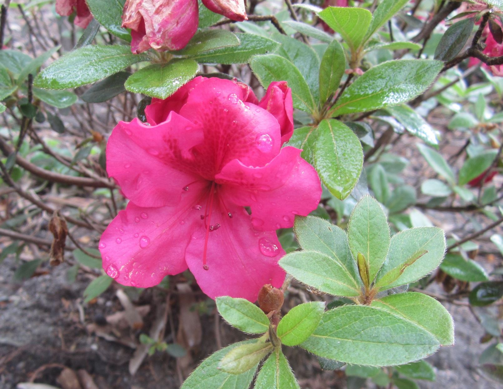 Rhododendron 'Bloom-A-Thon® Red' - azalea