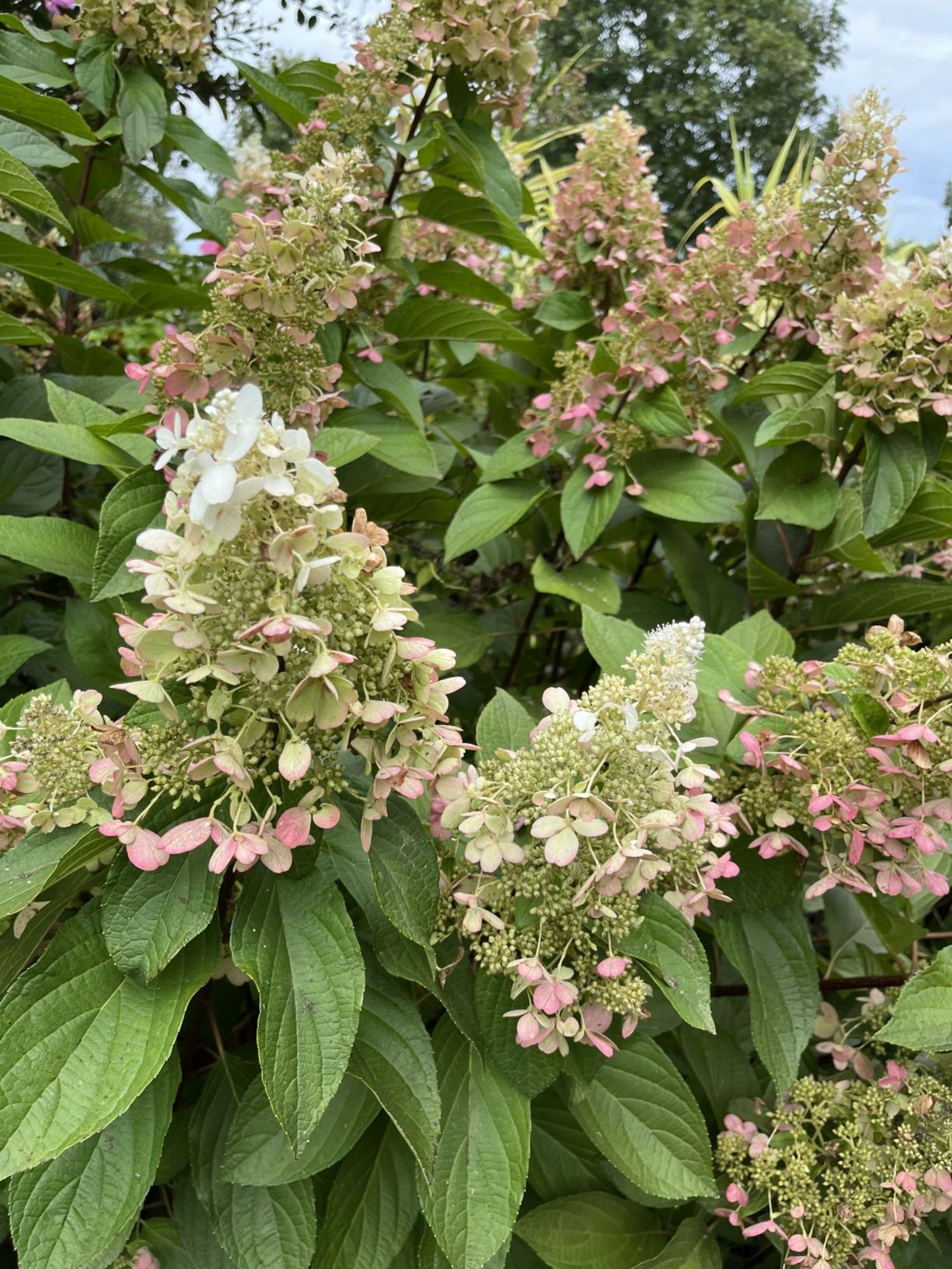 Hydrangea paniculata 'Dvppinky' Pinky-Winky® - panicle hydrangea
