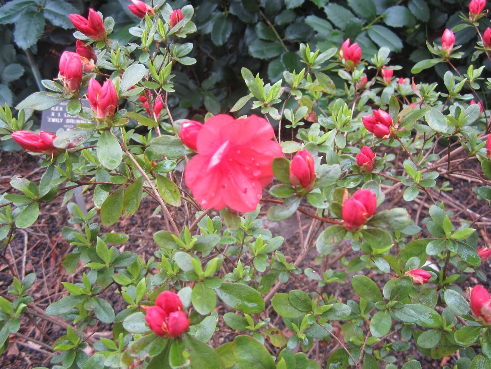 Rhododendron 'Orange Cup' - kurume azalea