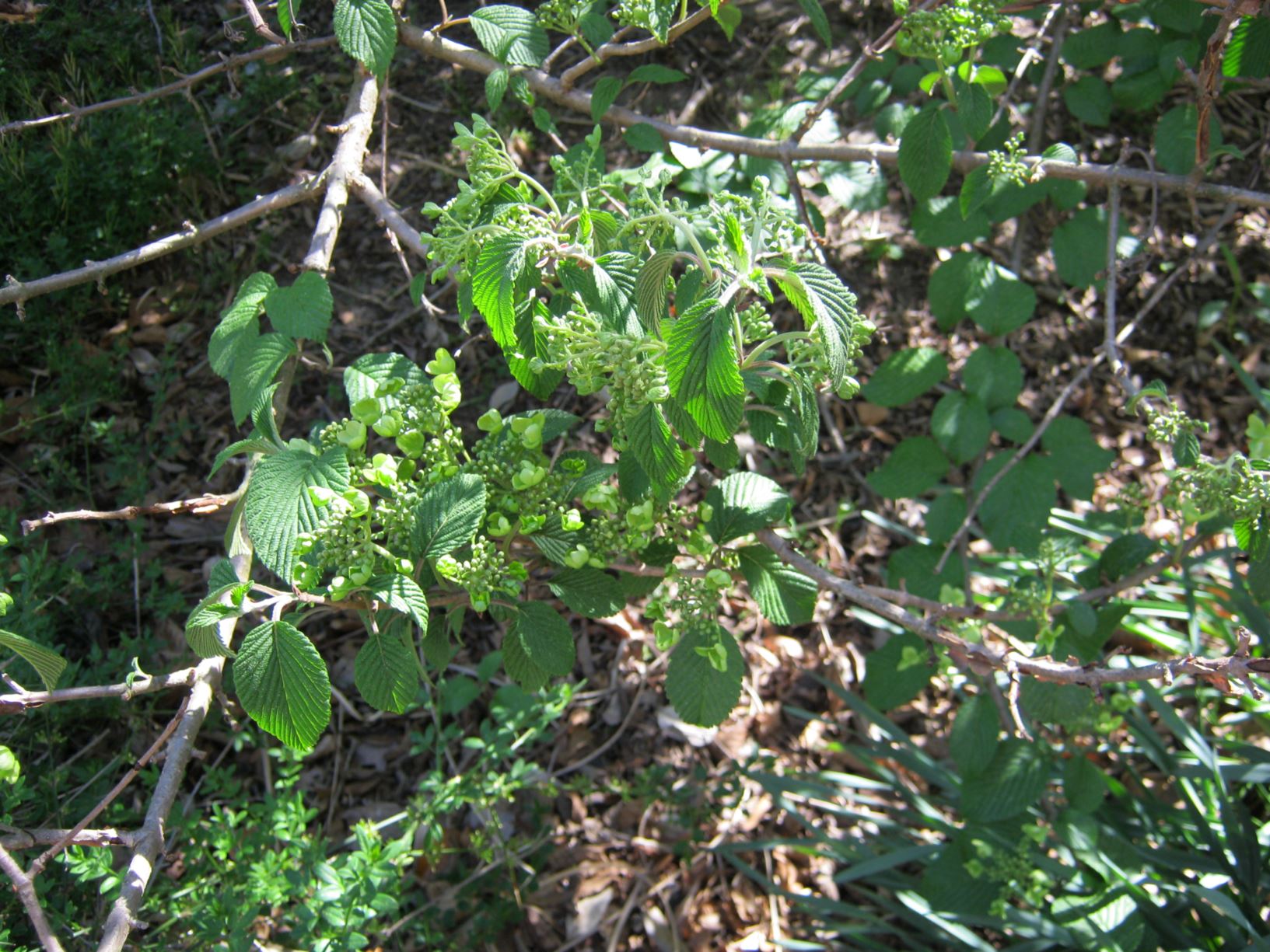 Viburnum plicatum f. tomentosum 'Shoshoni' - doublefile viburnum