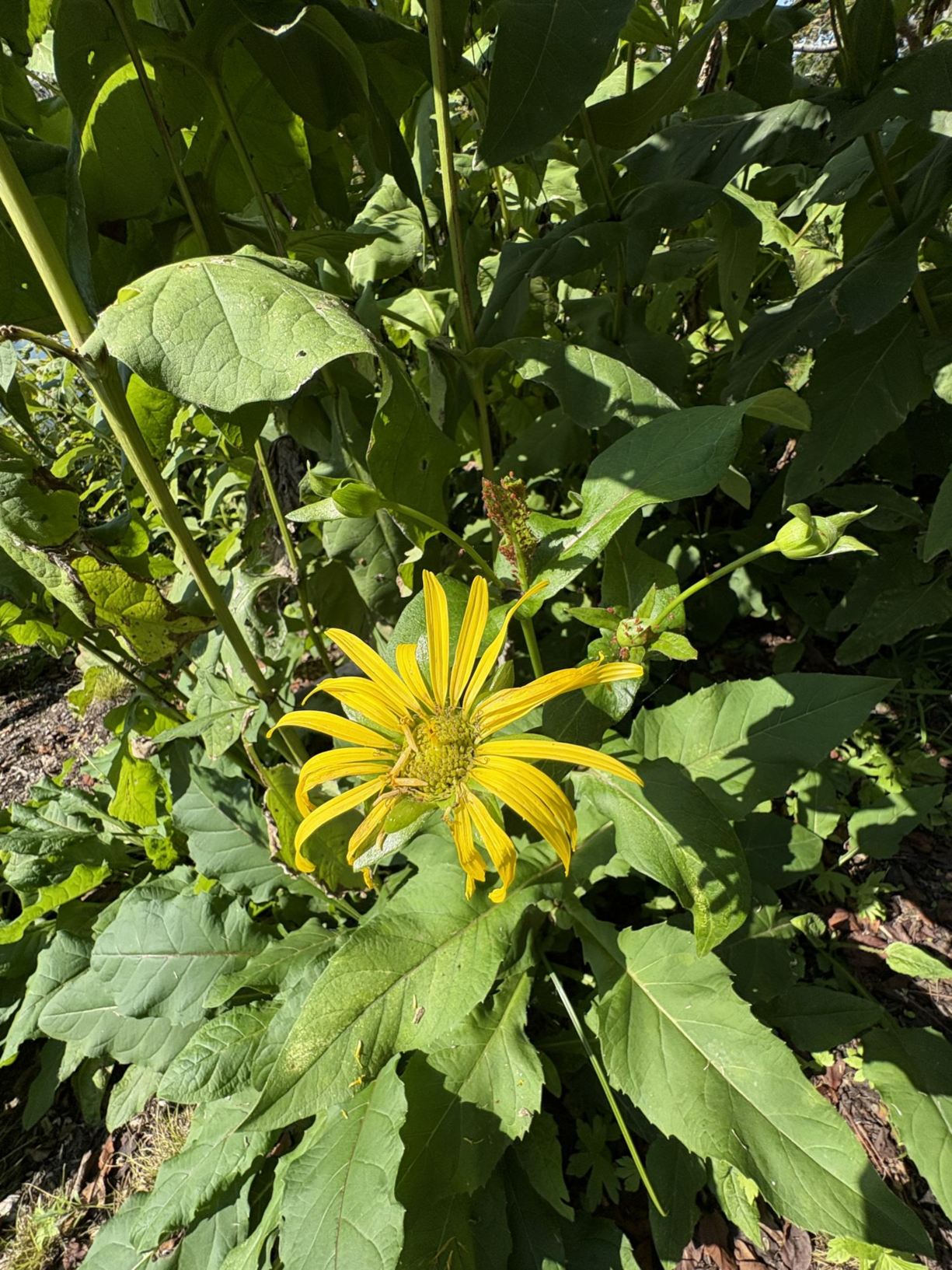 Silphium perfoliatum - cup plant