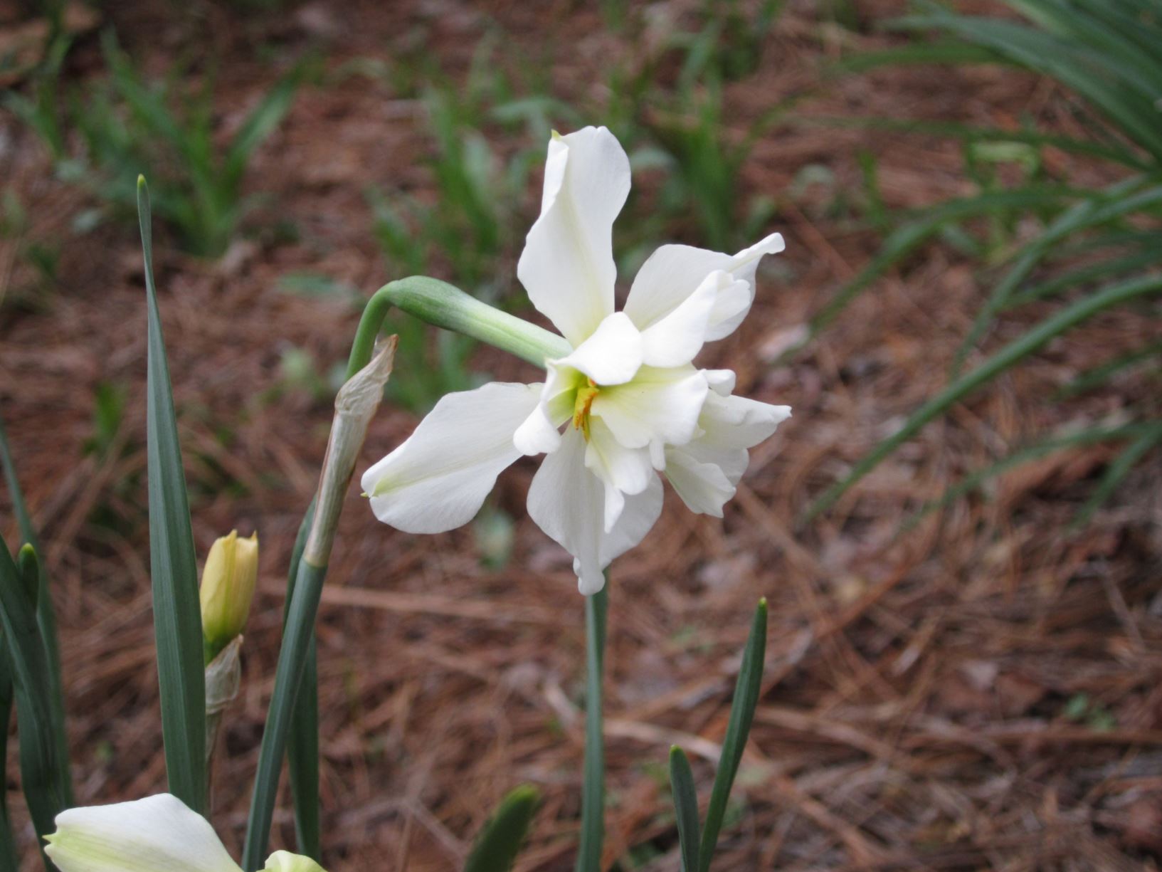 Narcissus 'Daphne' - double-flowered daffodil