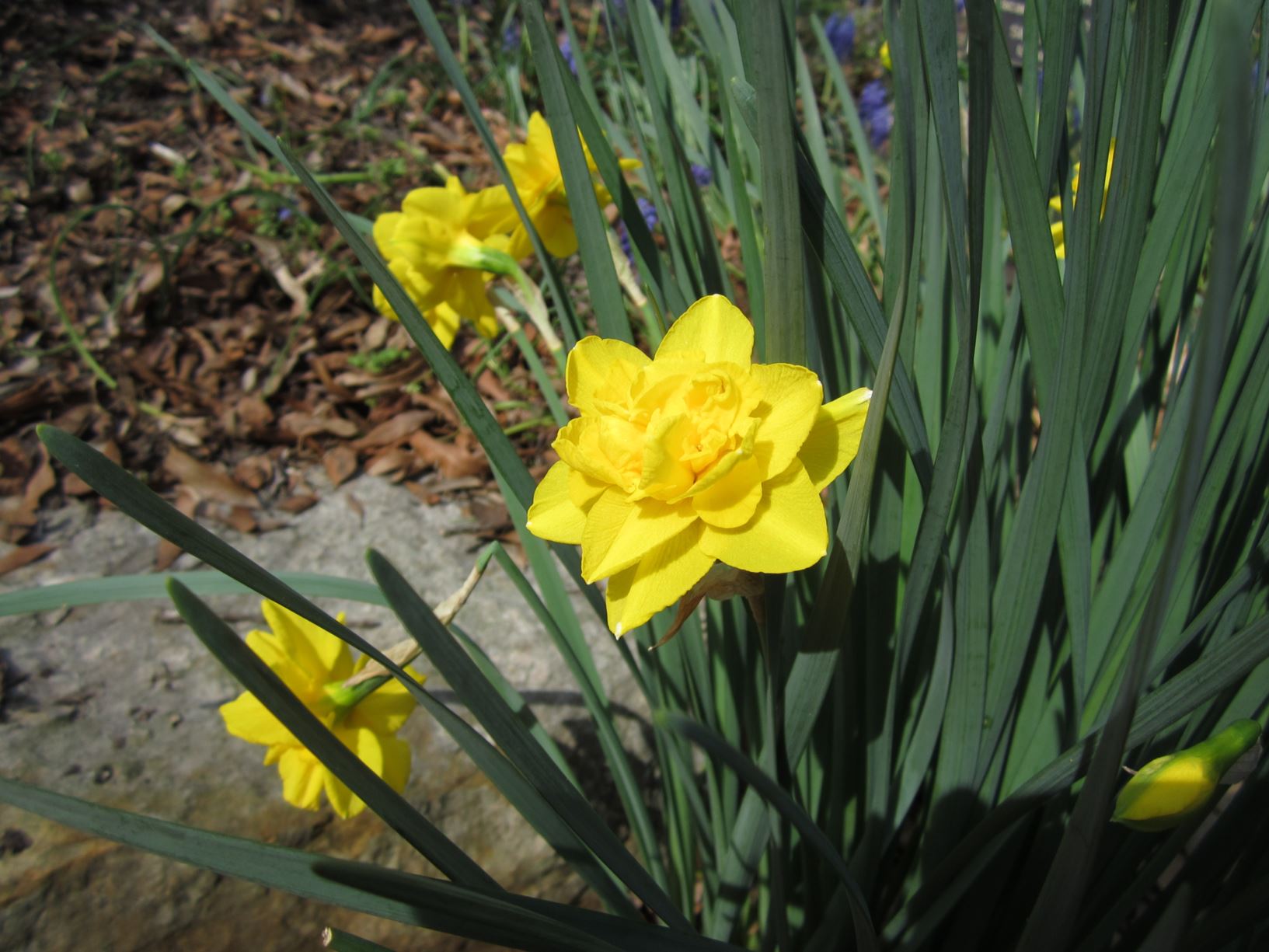 Narcissus 'Double Smiles' - double daffodil