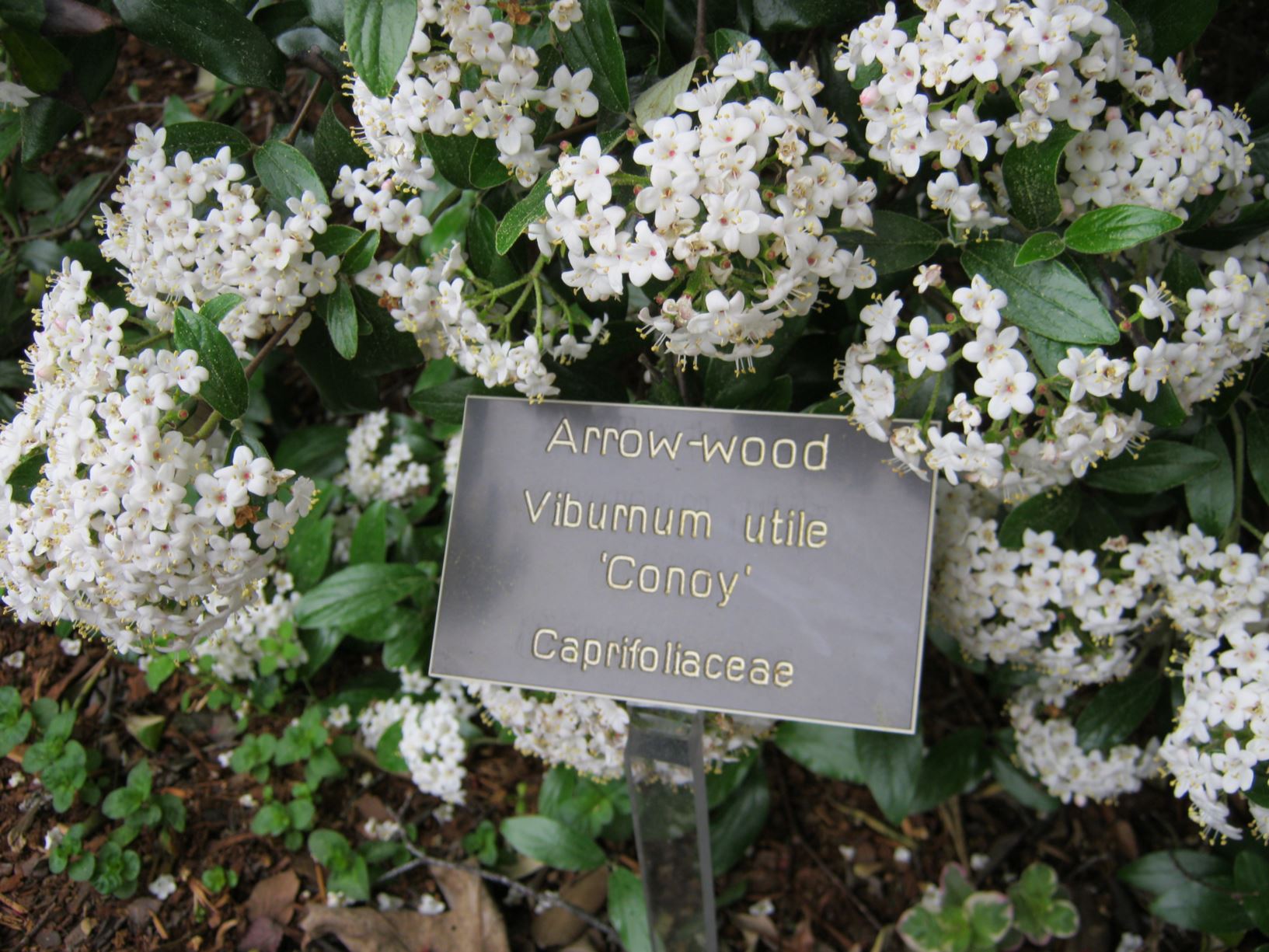 Viburnum utile 'Conoy' arrowwood Lewis Ginter Botanical Garden