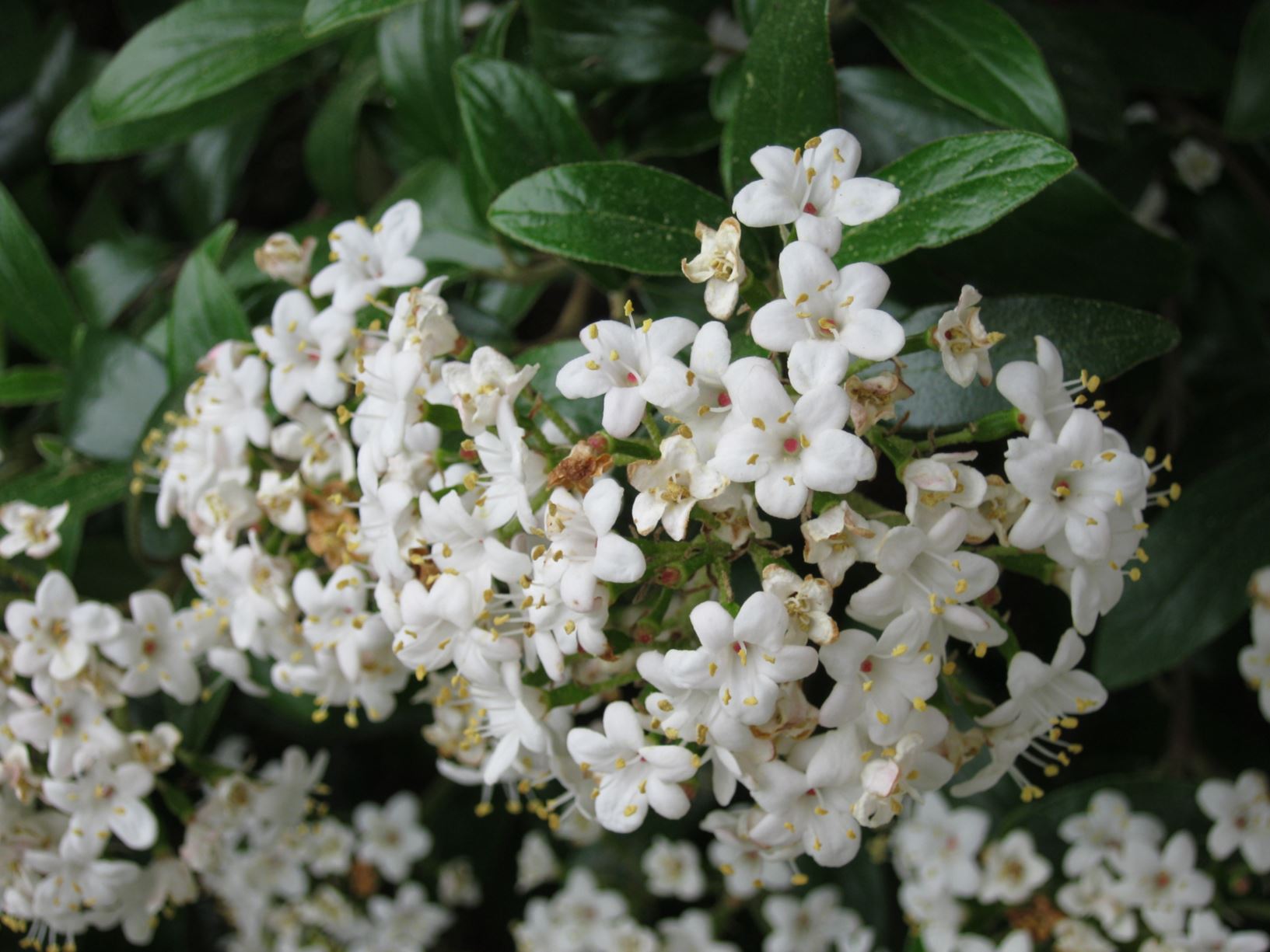 Viburnum utile 'Conoy' arrowwood Lewis Ginter Botanical Garden
