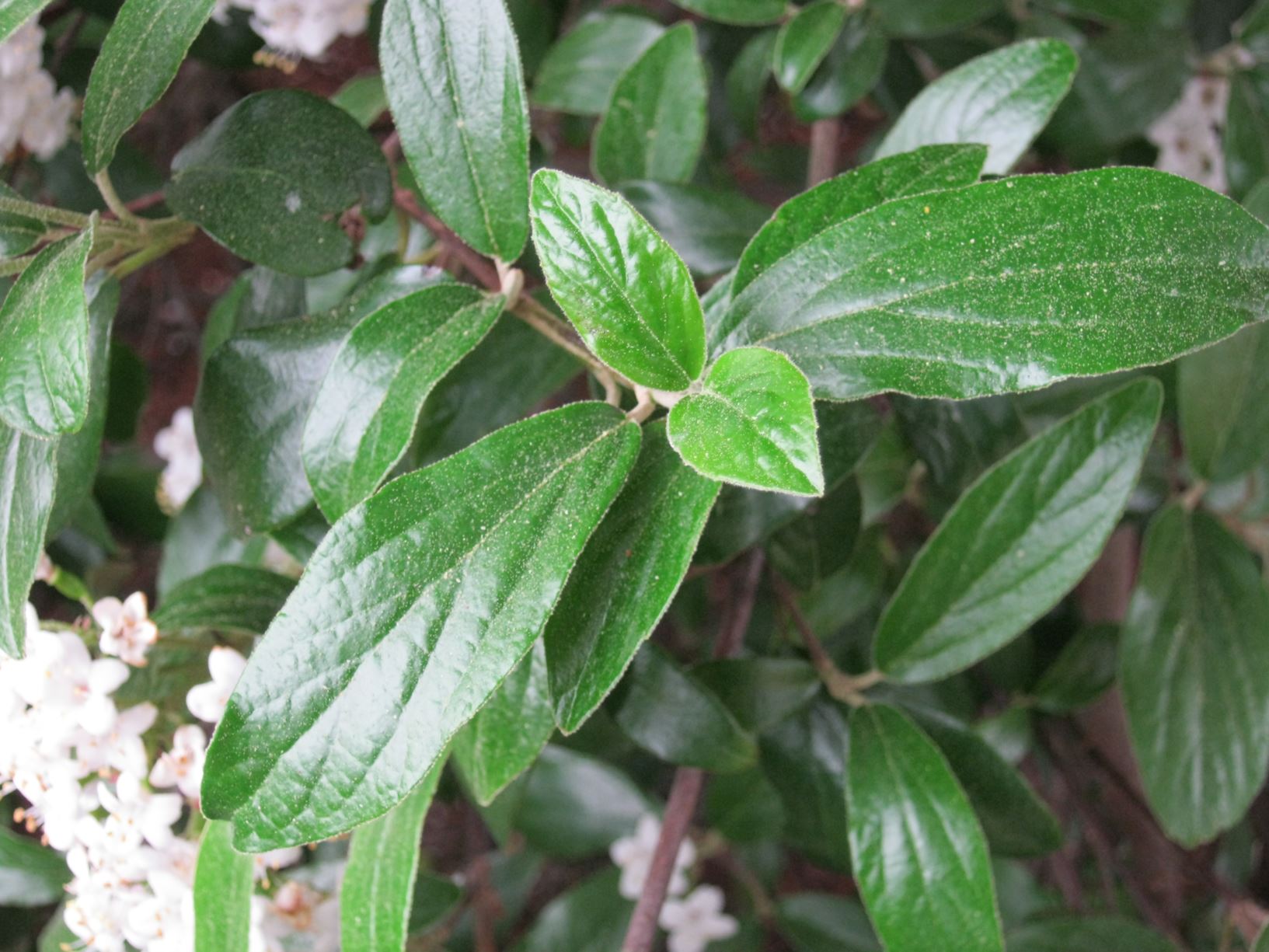 Viburnum utile 'Conoy' arrowwood Lewis Ginter Botanical Garden