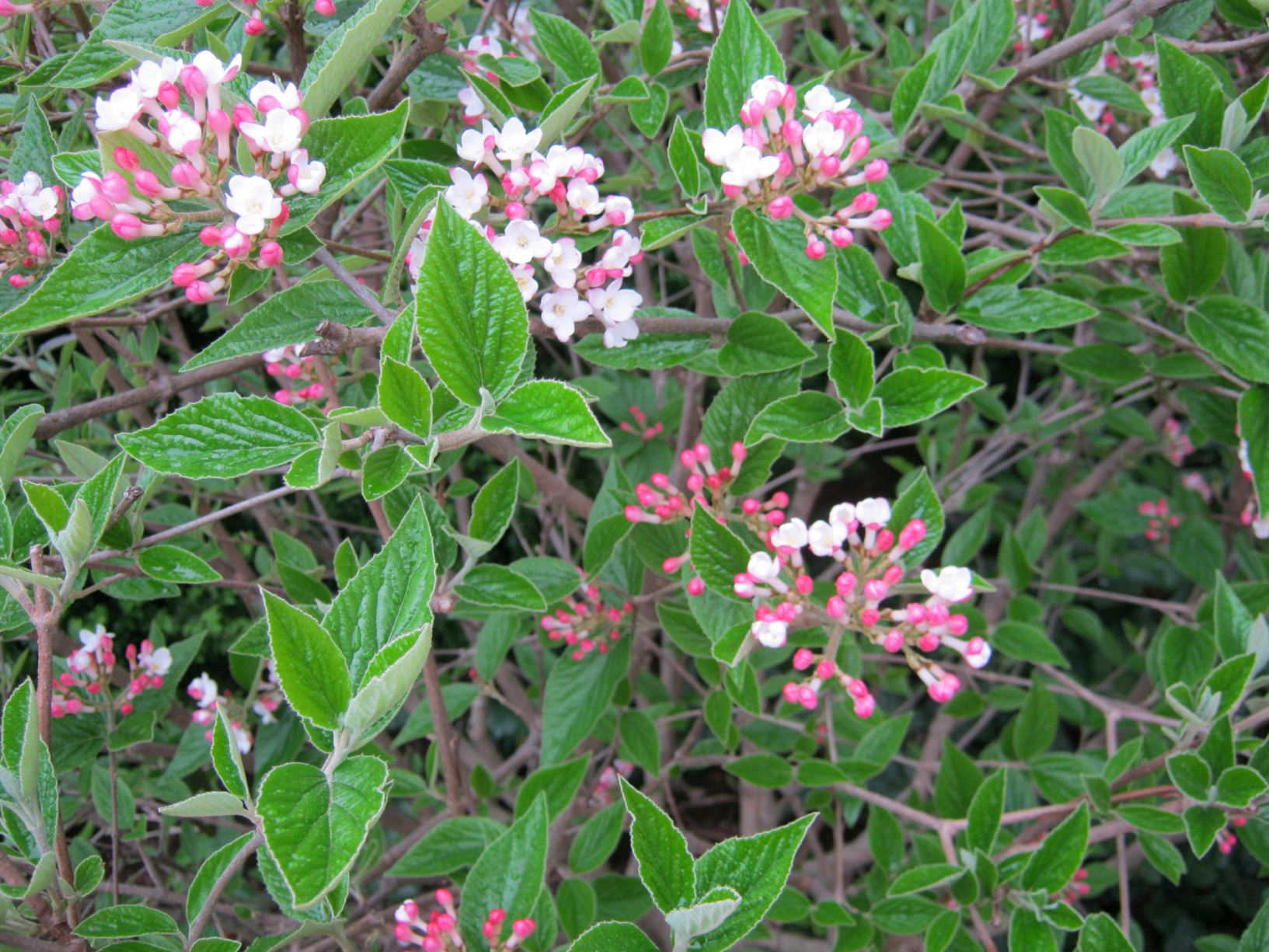 Viburnum × burkwoodii 'Mohawk' - burkwood viburnum