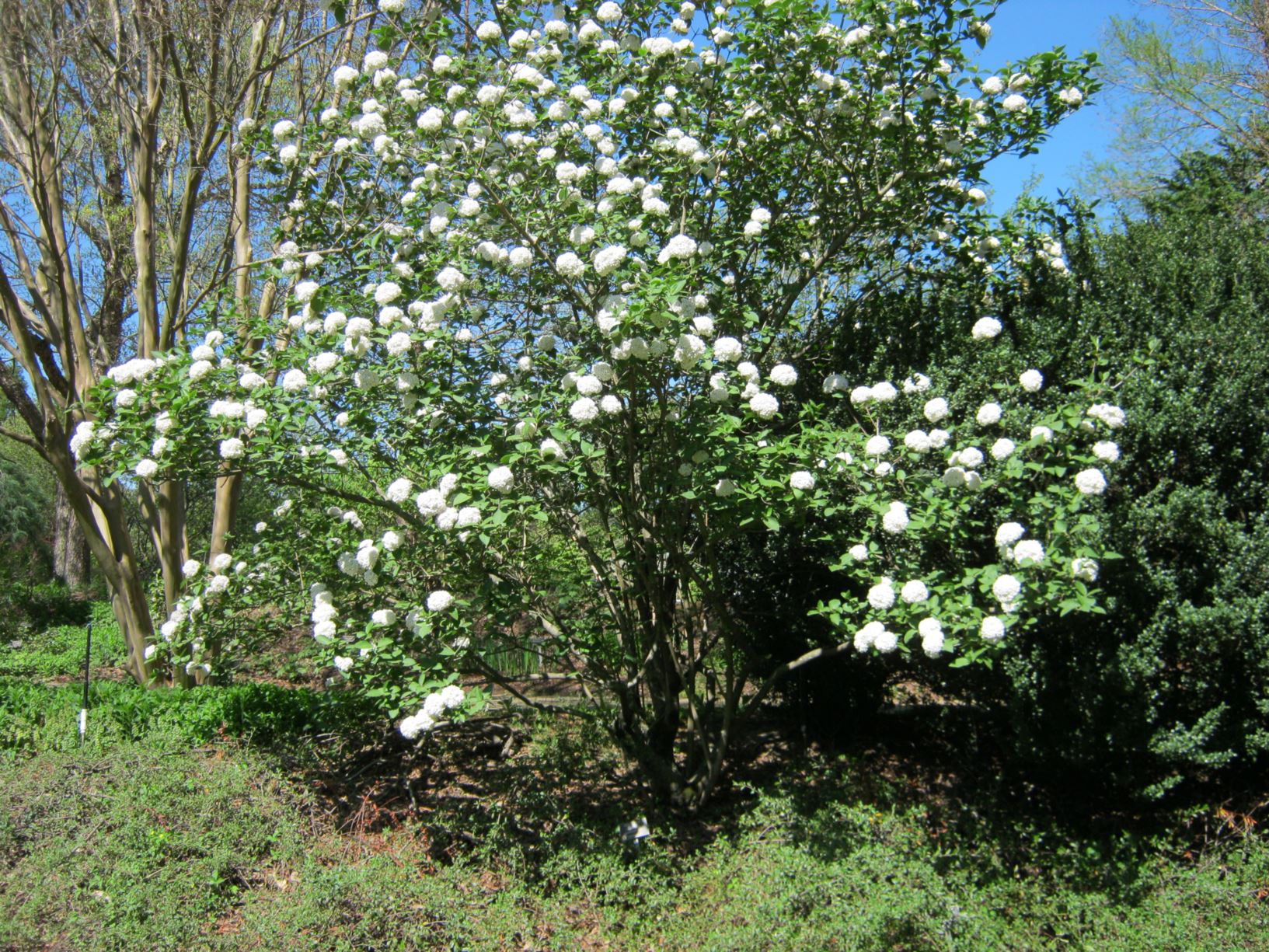 Viburnum × carlcephalum - fragrant snowball | Lewis Ginter Botanical ...