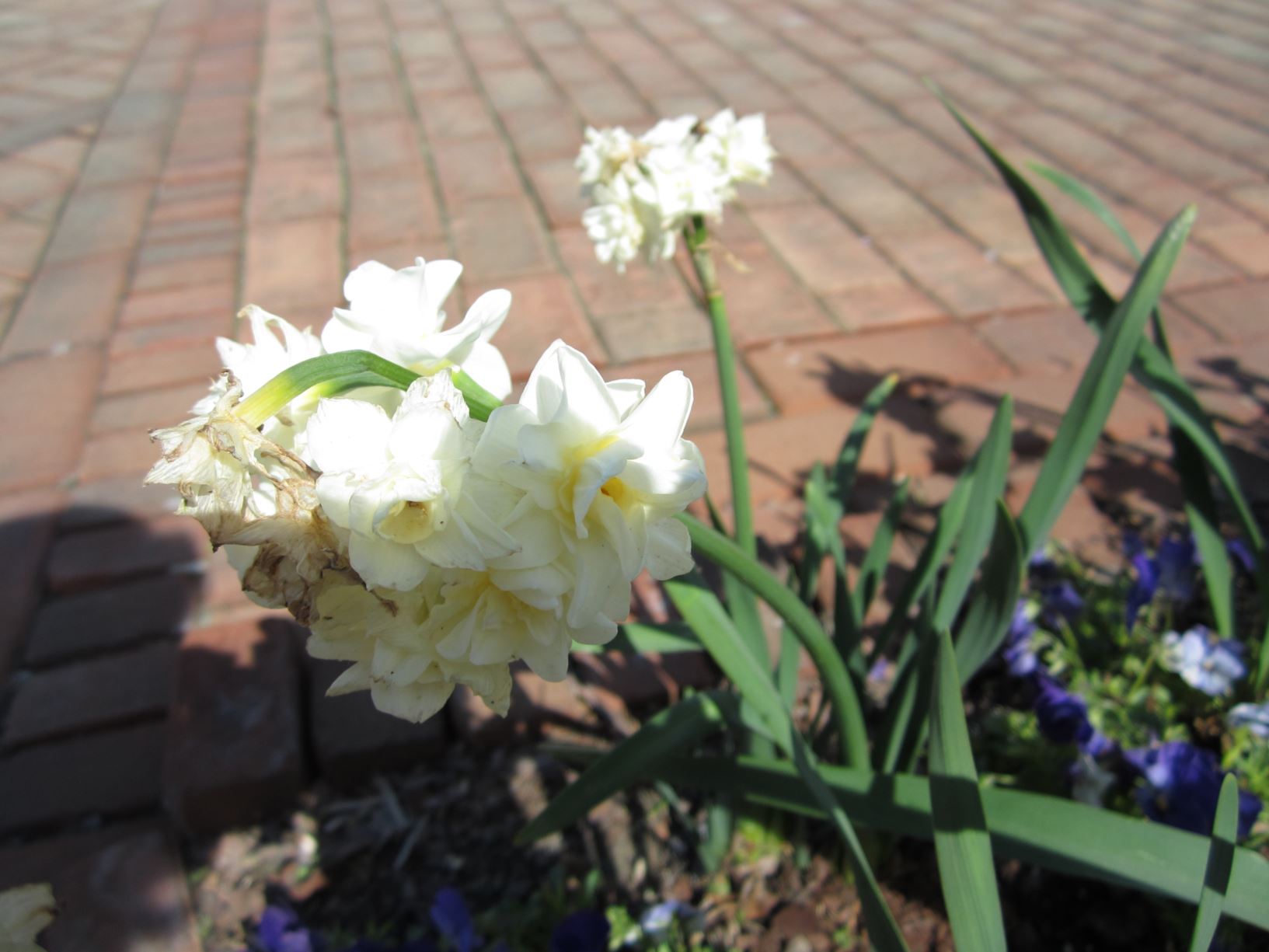 Narcissus 'Erlicheer' - double-flowered daffodil