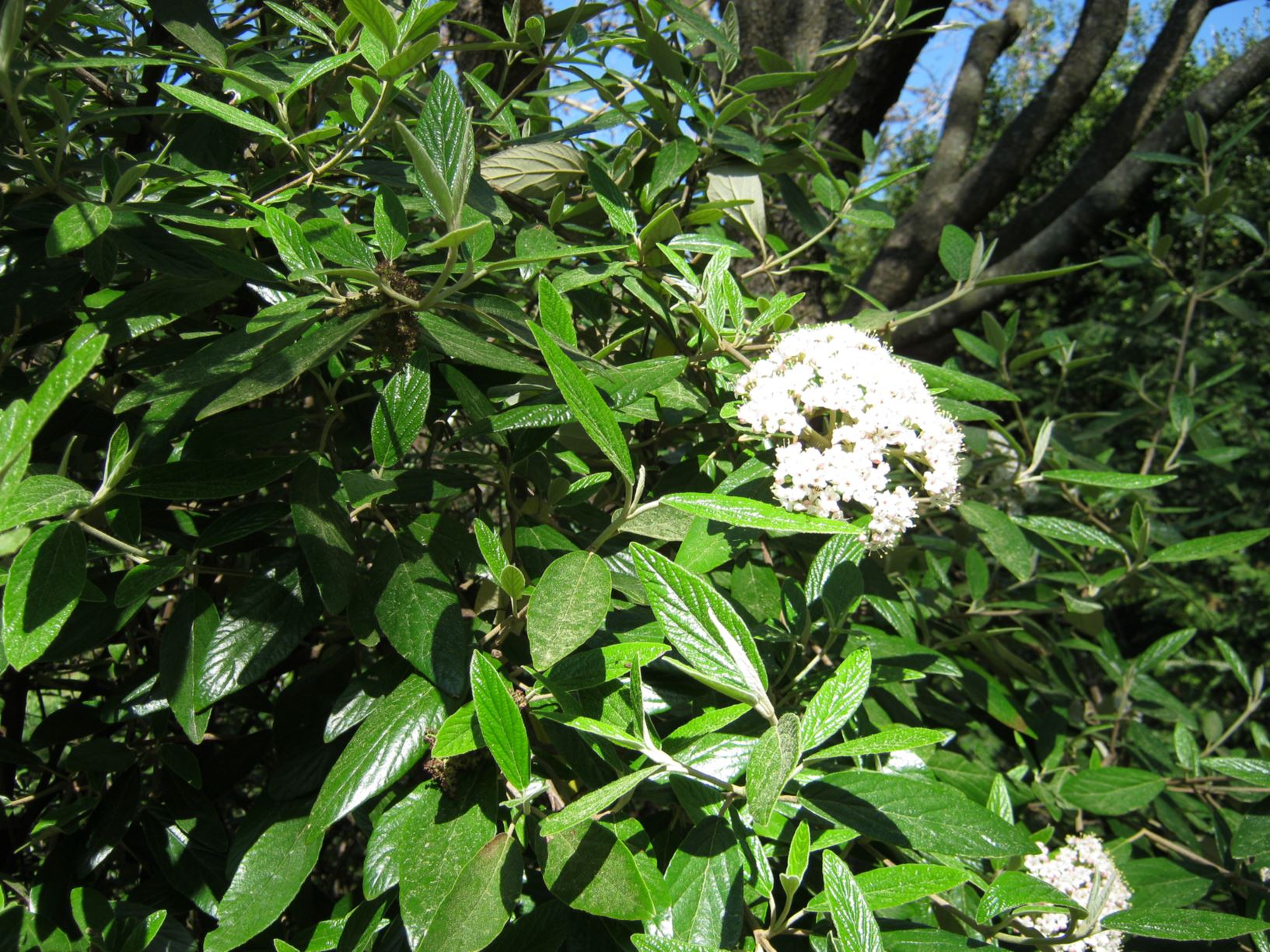 Viburnum × pragense - Prague viburnum